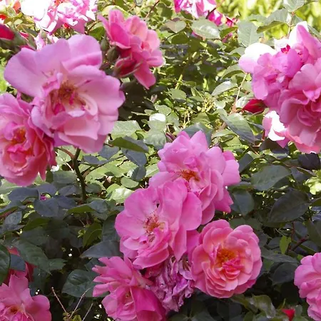 Bel Tramonto 3* Marciana (Isola d'Elba)