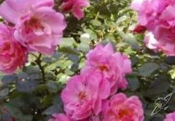 Bel Tramonto 3* Marciana (Isola d'Elba)