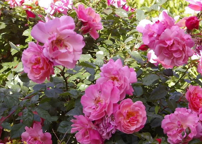 Bel Tramonto 3* Marciana (Isola d'Elba)